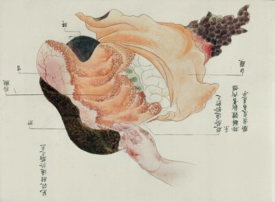 Vatsa ja suolet vuoden 1796 kidutuksen uhrin dissektiosta, Midorin lääkärin makimonosta, 1842 (kynä & muste ja wc paperilla) tekijältä Japanese School