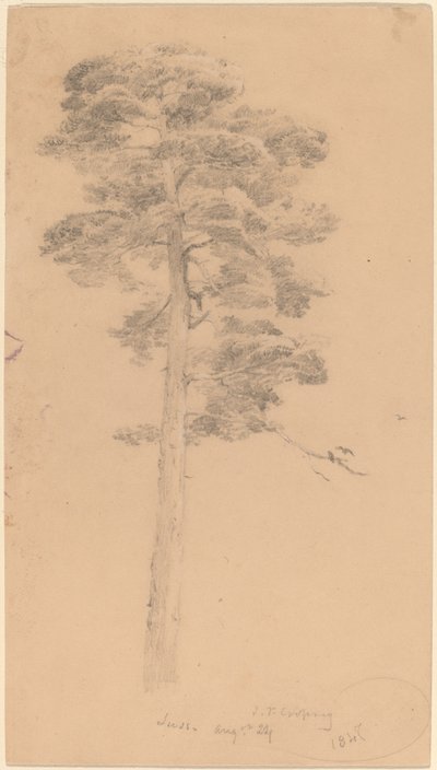 Mänty tekijältä Jasper Francis Cropsey