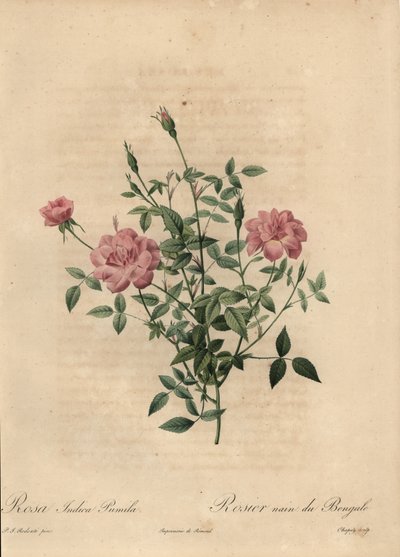 Vaaleanpunainen miniatyyri Kiinan ruusu, Rosa chinensis. tekijältä Jean Baptiste Chapuy