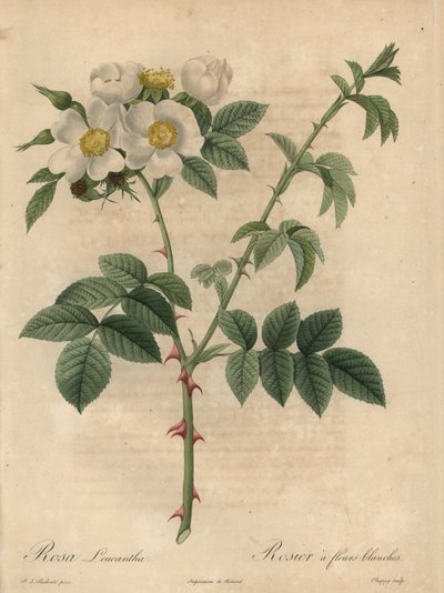 Valkoinen ruusu, Rosa leucantha. tekijältä Jean Baptiste Chapuy