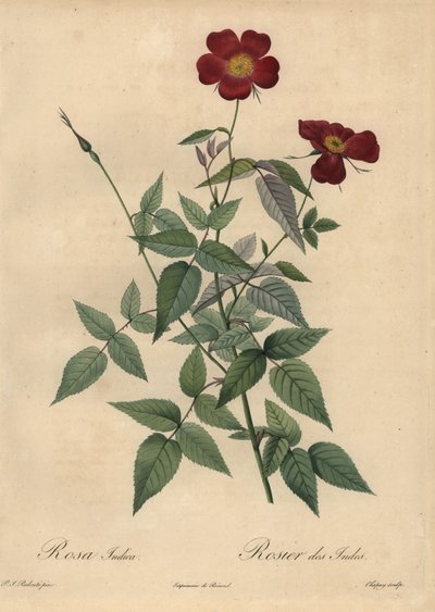 Crimson China ruusu, Rosa chinensis. tekijältä Jean Baptiste Chapuy