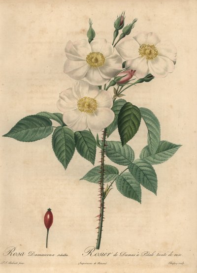 Valkoinen Damaskin ruusu, Rosa x damascena. tekijältä Jean Baptiste Chapuy