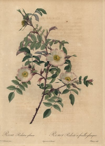 Valkoinen ja vaaleanpunainen ruusu, Rosa redutea glauca. tekijältä Jean Baptiste Chapuy