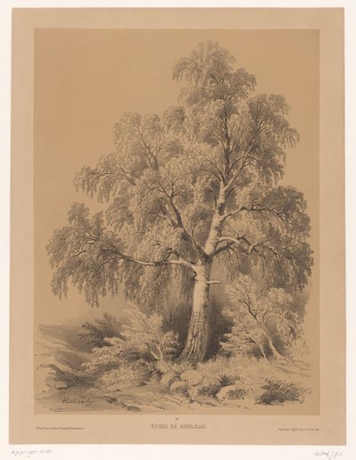Studie van een Berk Koivututkimus (otsikko esineessä) Lompakko van Jean Baptiste Louis Hubert (sarjan nimi) Taiteilijan lompakko (sarjan nimi) tekijältä Jean Baptiste Louis Hubert