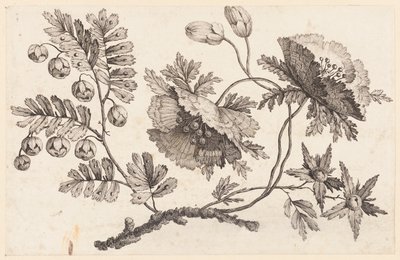 Flower Bough, "Chinese Flower Collection" -kokoelmasta tekijältä Jean Baptiste Pillement