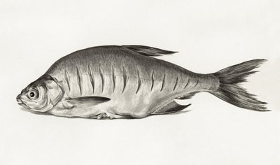 Fish (1775–1833) tekijältä Jean Bernard