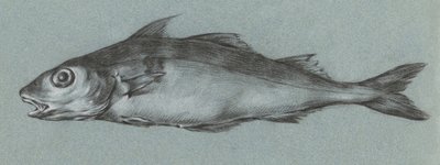 Fish Green (1775–1833) tekijältä Jean Bernard