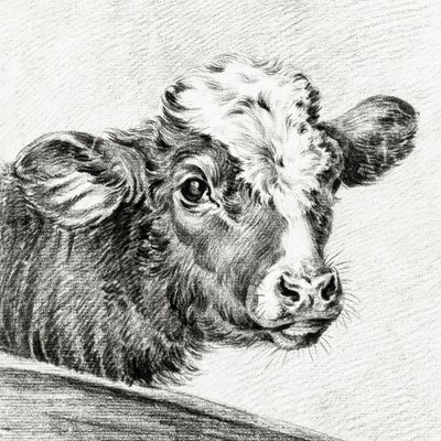 Lehmän pää tekijältä Jean Bernard
