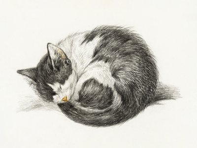 Kiertynyt, makuulla oleva, nukkuva kissa (1825) tekijältä Jean Bernard