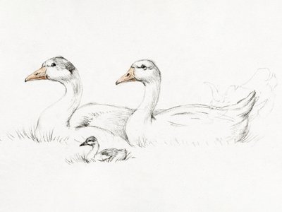 Kaksi hanhea poikasen kanssa (1775–1833) tekijältä Jean Bernard