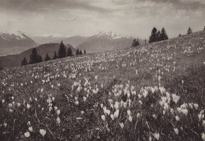 Rigi Kaltbad, Fruhling (m/w kuva) tekijältä Jean Gaberell
