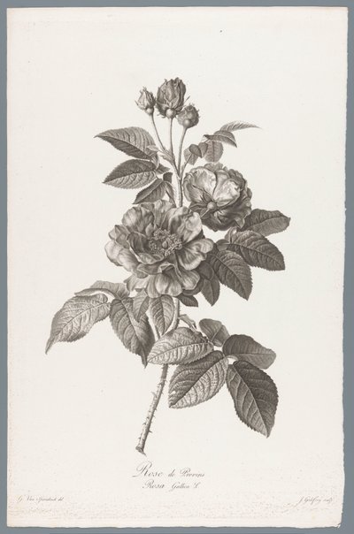 ranskalaiset roos Rose de Provins / Rosa Gallica L. (otsikko esineessä) Luonnosta piirrettyjä kukkia (...) (sarjan nimi) tekijältä Jean Godefroy