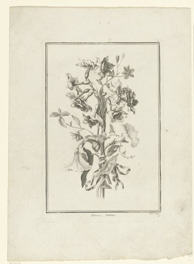 Kimppu narsissia ja sideruohoa Narcissus, Volubilis (otsikko esineessä) IIe Cahier de Bouquets (sarjan nimi) tekijältä Jean Jacques Avril (I)