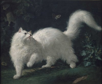 Angorakissa jahtaa perhosta, noin 1760. tekijältä Jean Jacques Bachelier