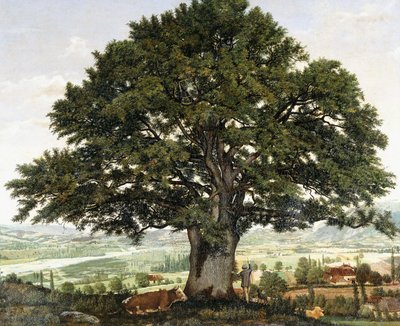 Annecy-Chenen tasango, Alppien veteraani, tekijältä Jean Jacques Rousseau