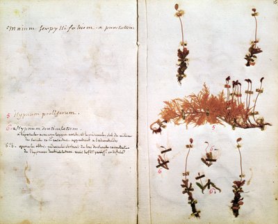 Sivu 15 Herbariumista tekijältä Jean Jacques Rousseau