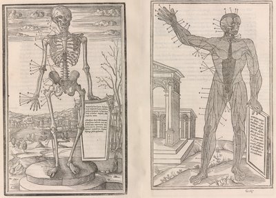 Ihmiskehon osien dissektiosta, kirja kolme, 1545 tekijältä Jean Jollat