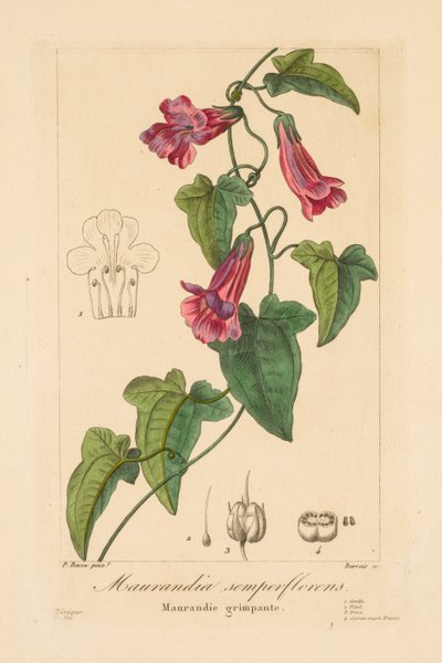 Flora puutarhureille, harrastajille ja valmistajille: Maurandia semperflorens tekijältä Jean Pierre Frederic Barrois