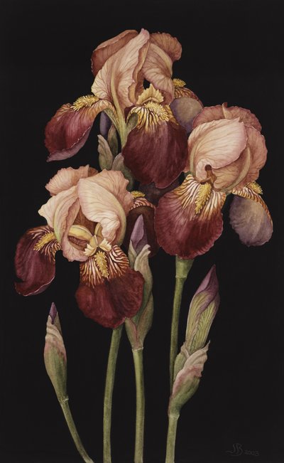 Irises, 2004 (wc paperilla) tekijältä Jenny Barron