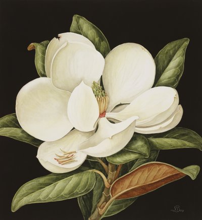 Magnolia Grandiflora, 2003 (wc paperilla) tekijältä Jenny Barron