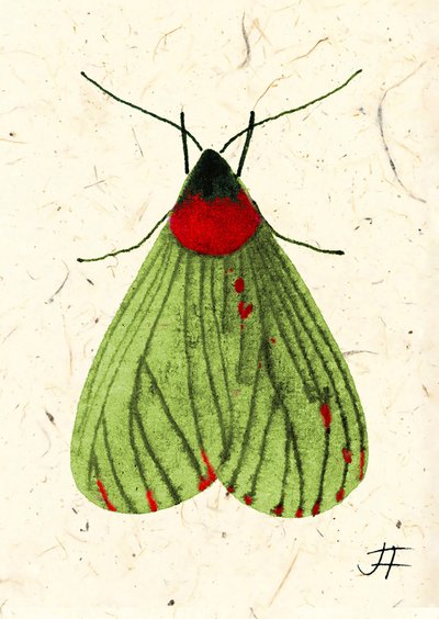 FlyMoth, 2024 (akvarelli paperille) tekijältä Jenny Frean