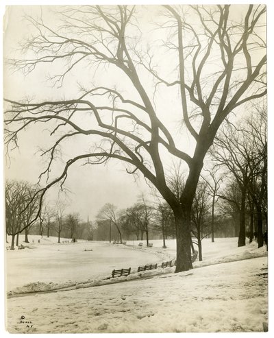 Boston Common & sammakkolampi, puun luona, Boston, USA, n. 1902-1910 (gelatiinihopeakuva) tekijältä Jessie Tarbox Beals