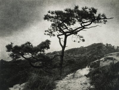 Kuuluisa Torrey Pines tekijältä Jessie Tarbox Beals