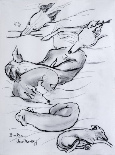Bracken, whippet, 2000, (lyijykynä) tekijältä Joan Thewsey