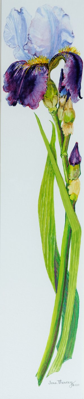 Iris kolmella silmulla, 2010,akvarelli tekijältä Joan Thewsey