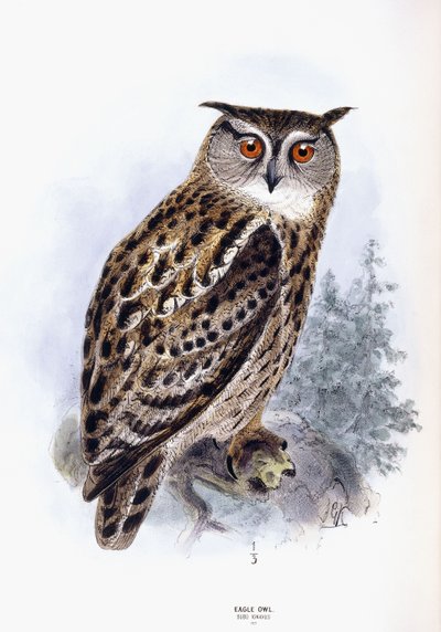 Kotka pöllö tekijältä Johan Gerard Keulemans