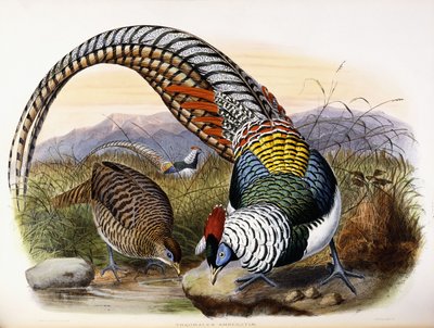 Thaumalea Amherstae tekijältä Johan Gerard Keulemans