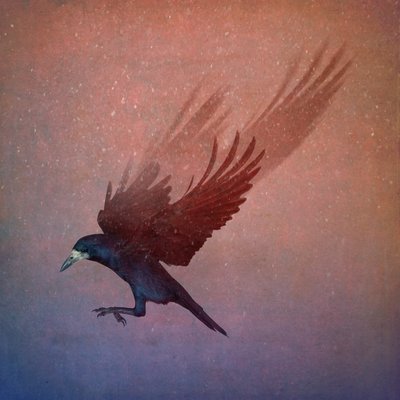 Bird Kingdom, 2018 (valokuvataide) tekijältä Johan Lilja