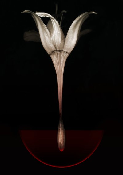 Bleeding lily, 2013 (valokuva) tekijältä Johan Lilja