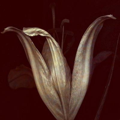 Lilja 2, 2018 (digitaalinen valokuvataide) tekijältä Johan Lilja