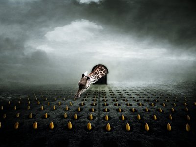 Ttulip Thief 2, 2013 (valokuvaus) tekijältä Johan Lilja