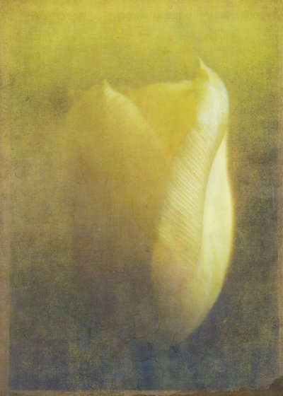 Tulppaani, 2015 (digitaalinen valokuvataide) tekijältä Johan Lilja