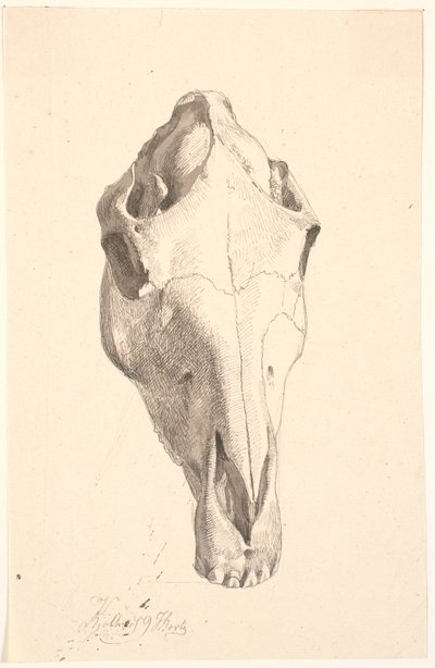 Deer Cranium tekijältä Johan Thomas Lundbye