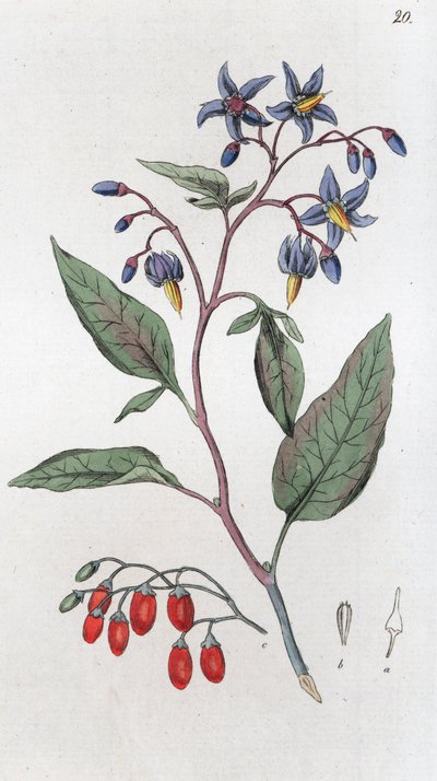 Solanum dulcamara agredolç, 1804-1811 finlandès tekijältä Johan Wilhelm Palmstruch