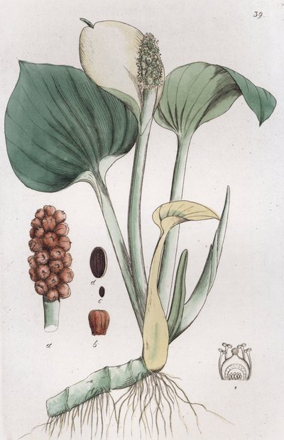 Arum Callan suot, 1804-1811 tekijältä Johan Wilhelm Palmstruch