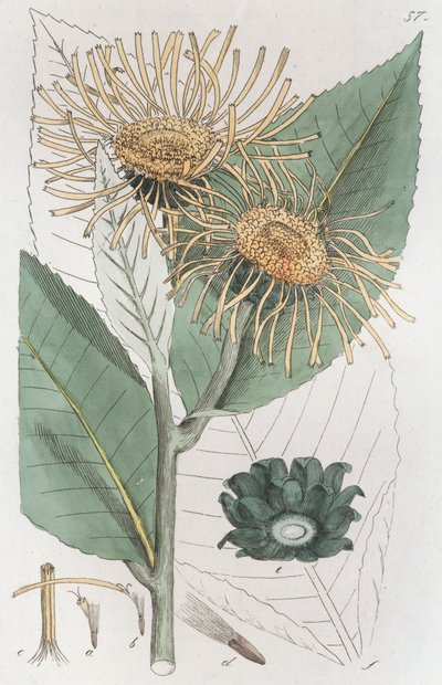 Elecampane Inula helenium, 1804-1811 tekijältä Johan Wilhelm Palmstruch
