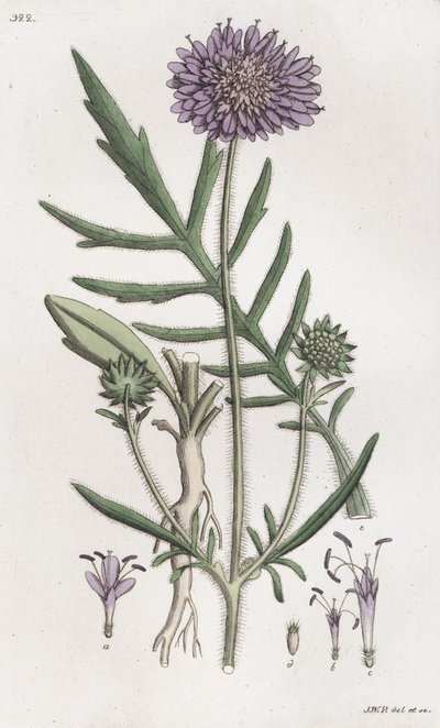 Scabius Knautia arvensis, 1804-1811 tekijältä Johan Wilhelm Palmstruch