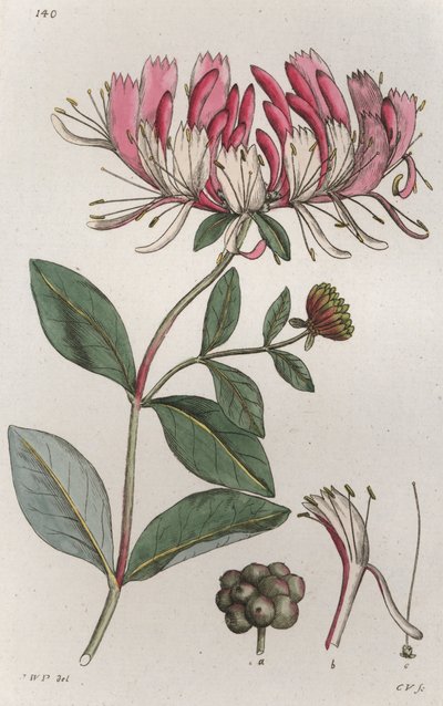 Honeysuckle Lonicera periclymenum, 1804-1811 tekijältä Johan Wilhelm Palmstruch