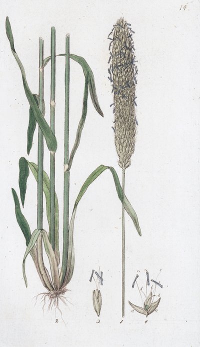Meadow Foxtail Alopecurus pratensis, 1804-1811 tekijältä Johan Wilhelm Palmstruch
