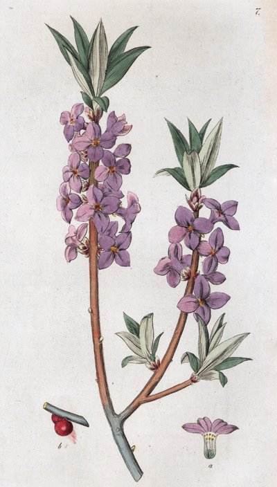 Mezereon Daphne mezereum, 1804-1811 tekijältä Johan Wilhelm Palmstruch
