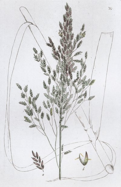 Reed Sweet Grass Poa aquatica, 1804-1811 tekijältä Johan Wilhelm Palmstruch