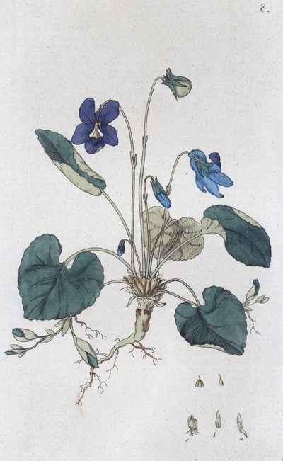 Sweet Violet Viola odorata, 1804-1811 tekijältä Johan Wilhelm Palmstruch