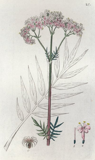Valerian Valeriana officinalis, 1804-1811 tekijältä Johan Wilhelm Palmstruch