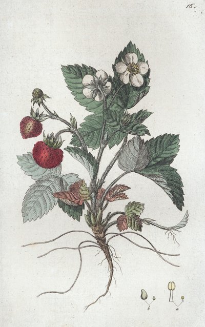Villimansikka Fragaria vesca, 1804-1811 tekijältä Johan Wilhelm Palmstruch