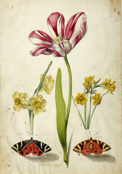Tulppaani, narsissi ja perhoset, n. 1660. tekijältä Johann Bartholomäus Braun