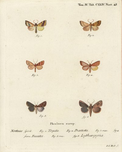 Tileacea aurago 1-4 ja Mythimna ferrago 5,6. Johann Carl Bockin käsin värjätty kuparikaiverrus Eugenius Johann Christoph Esperin teoksen Die Schmetterlinge in Abbildungen nach der Natur, Erlangen, mukaan. tekijältä Johann Carl Bock